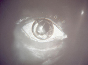 thumbnail of Soloeil